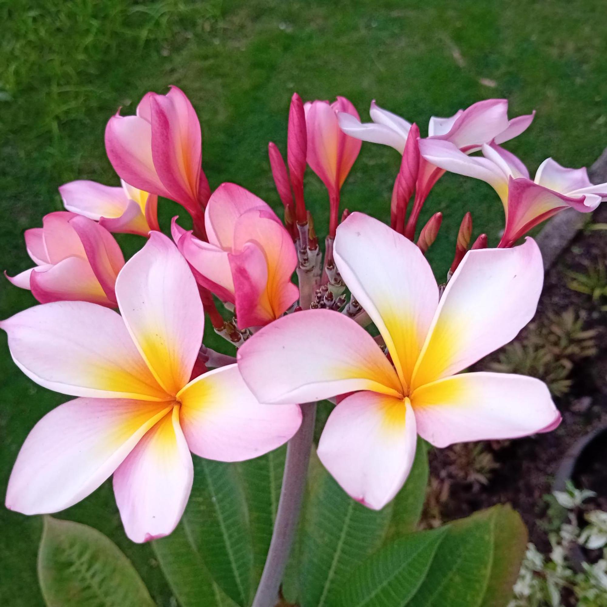 מאומרה Budi Sun Resort מראה חיצוני תמונה