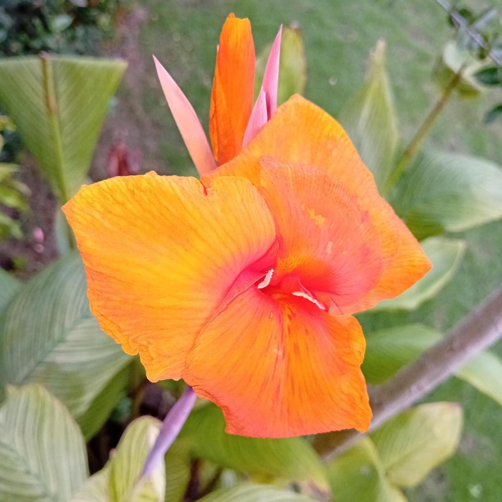 מאומרה Budi Sun Resort מראה חיצוני תמונה
